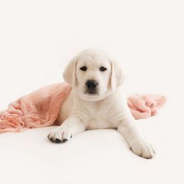 Girl 1 - Labrador Retriever puppy in Braselton, Georgia from Cedar Creek Labradors