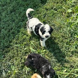 Milo - Black and white male Assorted Doodle Crosses puppy in Moulton, Iowa from Shondel Puppy Paws