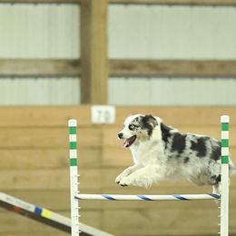 Australian Shepherds from CTC Aussies