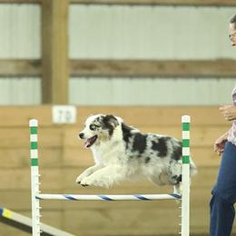 Australian Shepherds from CTC Aussies