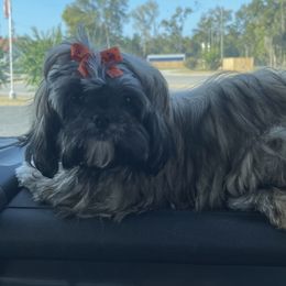 Shih Tzu Puppies from Precious to the world Shih Tzu’s