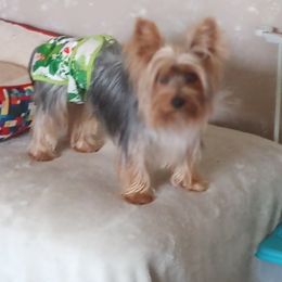 Sofia Ann - Yorkshire Terrier