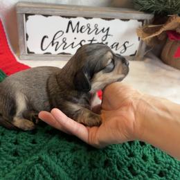 Gina - Sable female Dachshund puppy in Mc Alester, Oklahoma from A Anchor Farm