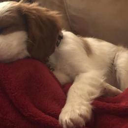 Cavalier King Charles Spaniels and Cavapoos from Monica's Cavalier King Charles Spaniels