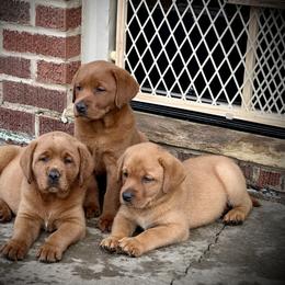 Labrador Retriever Puppies from Highland Labradors