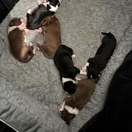 Border Collie Puppies from Corona Ranch Collies
