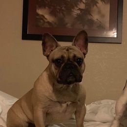 Flower - French Bulldog