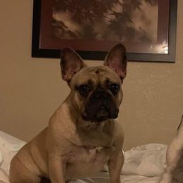 Flower - French Bulldog