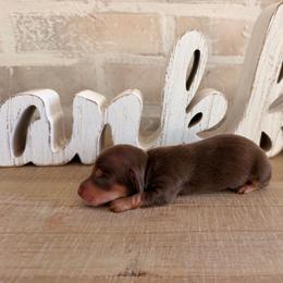 Boy 4 ckc - Chocolate and tan male Dachshund puppy in Nacogdoches, Texas from S7 Dachsunds