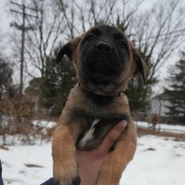 Needle - Fawn female Belgian Malinois puppy in Baltimore, Maryland from Abenteurer German Shepherds & Belgian Malinois