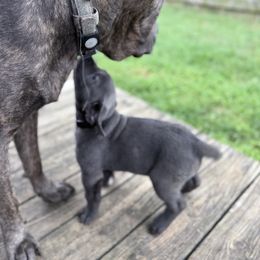 Cane Corso Puppies from Aries Legecy Cane Corso