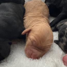 Daisy - Red  female Goldendoodle puppy in Charlotte, North Carolina from Hopeful Heart Doodles