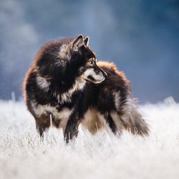 Tremor - Siberian Husky