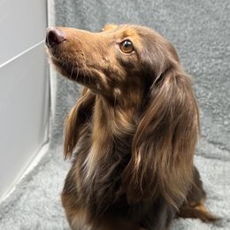 Kallie - Dachshund