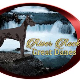 Great Dane puppies from River Rock Danes