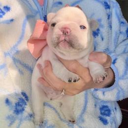 Shirley - Cream female French Bulldog puppy in Shields, Michigan from Mid-Michigan Frenchies
