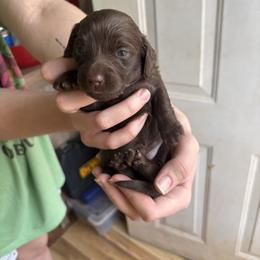 Chocolate n Cream - Chocolate and cream female Dachshund puppy in Lubbock, Texas from It’s a Hot Mess