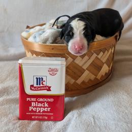 Pepper (Black Collar) - Black rust and white female Bernese Mountain Dog puppy in Marion, Indiana from Zarah's Bernese Mountain Dogs