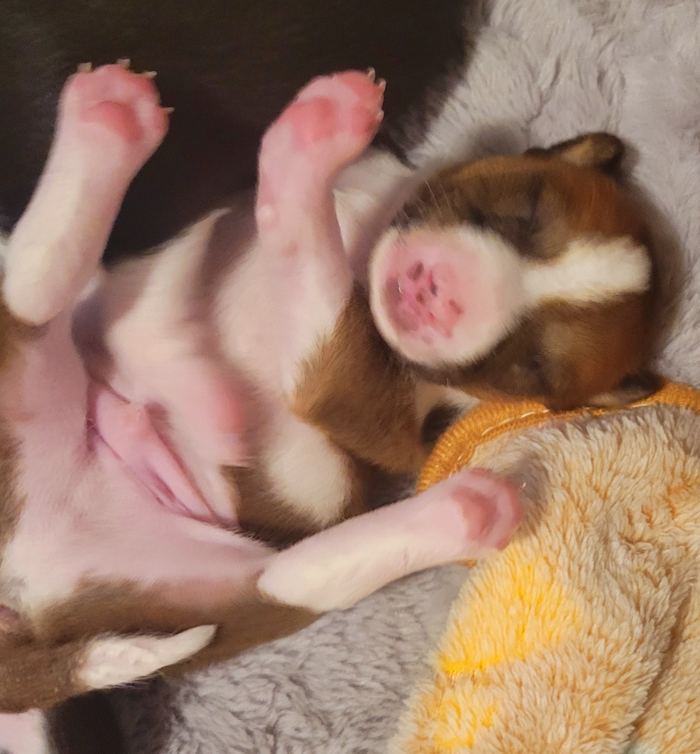 Basenji Puppies from Maererano Basenjis