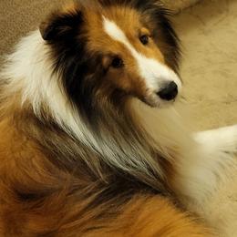 Shetland Sheepdog puppies from Splendor Shelties