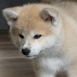 Girl 1 - Red female Japanese Akitainu puppy in South Carolina from Sierra Mountain Akitas