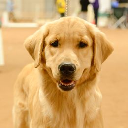 Rosie - Golden Retriever