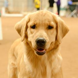 Rosie - Golden Retriever
