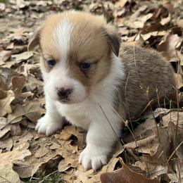 Sampson - Red male Pembroke Welsh Corgi puppy in Brashear, Texas from Sherwood Acres Pembrokes