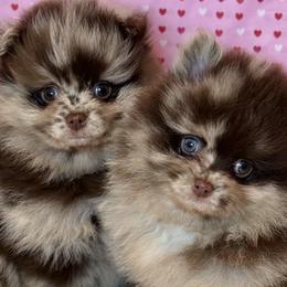 Pomeranians from lunas_poms