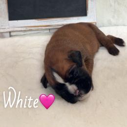 Boxer Puppies from Round 3 Boxers