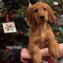 Goldendoodle Puppies from Golden Mesa Doodles