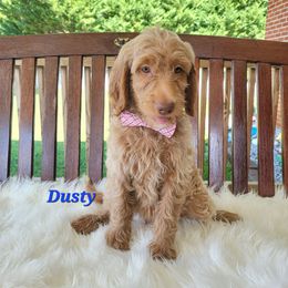 Goldendoodle Puppies from Auburn Hills Doodles & Poodles