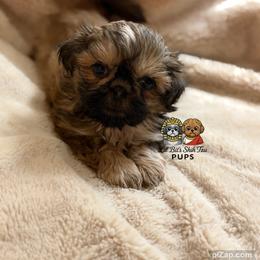 Dash - Gold male Shih Tzu puppy in Walkertown, North Carolina from Lil’ Bit’s Shih Tzu