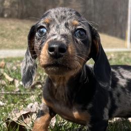 Dachshunds and Golden Retrievers from HS Goldens