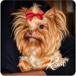 Rose - Yorkshire Terrier