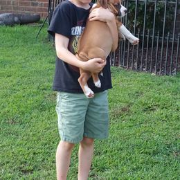 American Staffordshire Terrier Puppies from Diane Guilmette