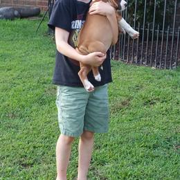 American Staffordshire Terrier Puppies from Diane Guilmette
