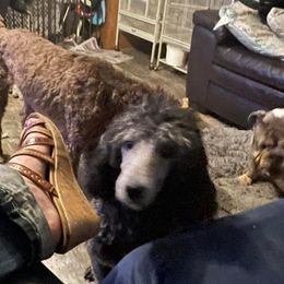 Poodles from BlueLine Kennel