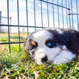 Australian Shepherd Puppies from Kingdom Dreams Australian Shepherds