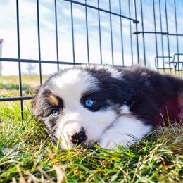 Australian Shepherd Puppies from Kingdom Dreams Australian Shepherds