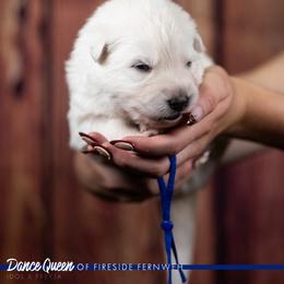 Blue Collar Girl - White female Berger Blanc Suisse puppy in Chestnut, Illinois from Fireside Fernweh