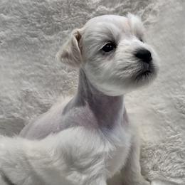 Dolly - Wheaten female Miniature Schnauzer puppy in San Augustine, Texas from My Little Schnauzer Pals