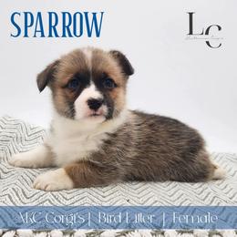 Sparrow - Sable female Pembroke Welsh Corgi puppy in Pine Village, Indiana from NL Horsemanship