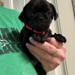 Pixie - Black female Pug puppy in Ludowici, Georgia from Royal Destiny Kennels