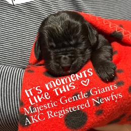 Boy 4 - AKC Registered Hunter Green - Black male Newfoundland puppy in Marshall, Missouri from Majestic Gentle Giants