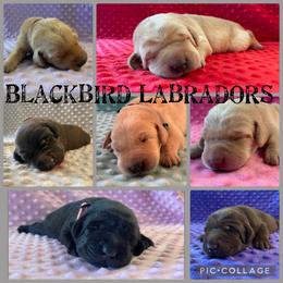 Labrador Retriever Puppies from Blackbird Labradors