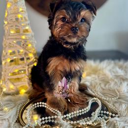 Flint Holiday Special (Big Boy) - Black and tan male Yorkshire Terrier puppy in Pittsburg, California from Crystal Garden Yorkies
