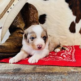KOBA - Red merle male Australian Shepherd puppy in Durand, Wisconsin from Larson’s Legacy Aussome Aussie Kennels