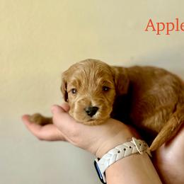 Apple Jacks - Red  male Goldendoodle puppy in Taylorsville, North Carolina from Heartfelt Doodles