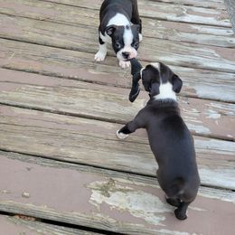 Boston Terrier Puppies from The Christian Bostons